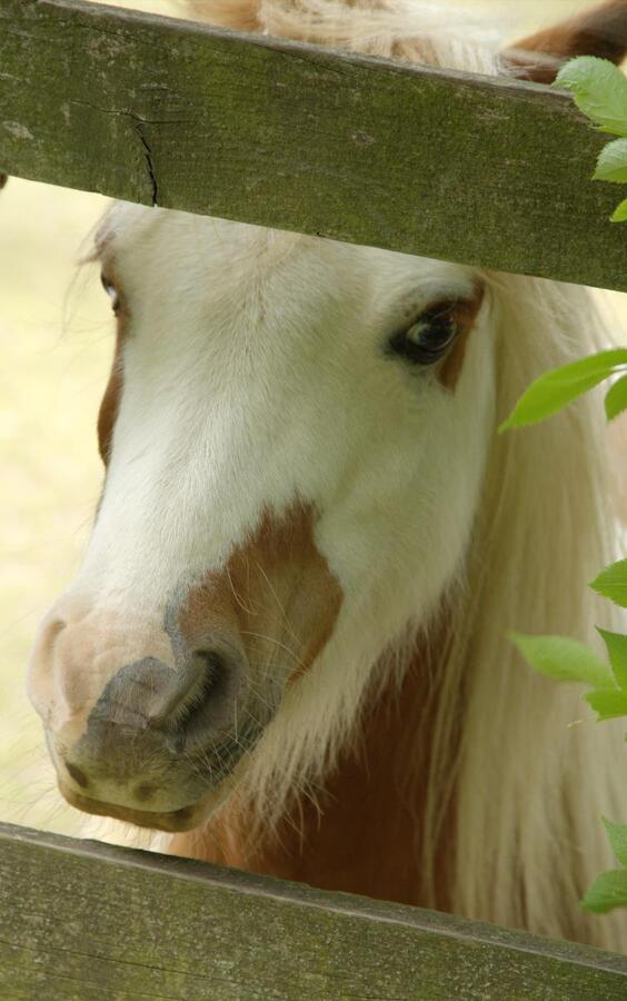 Bentley Horse at Napford - Richard Mason